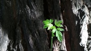 Xiaomi Redmi 4X teszt - PowerTech.hu Xiaomi Redmi 4X teszt - PowerTech.hu