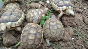 Xiaomi Redmi Note 4 teszt - PowerTech.hu